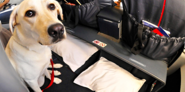Dog On Airplane