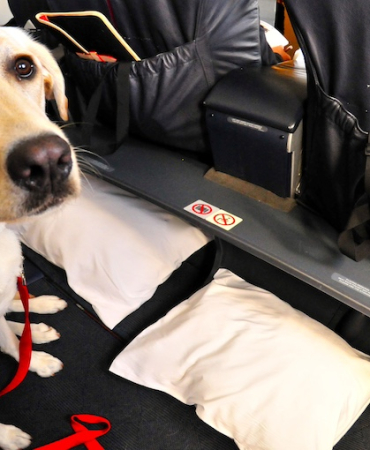 Dog On Airplane