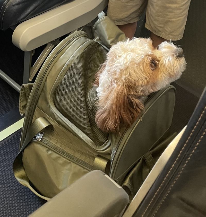 kopek 3 e1777486796524