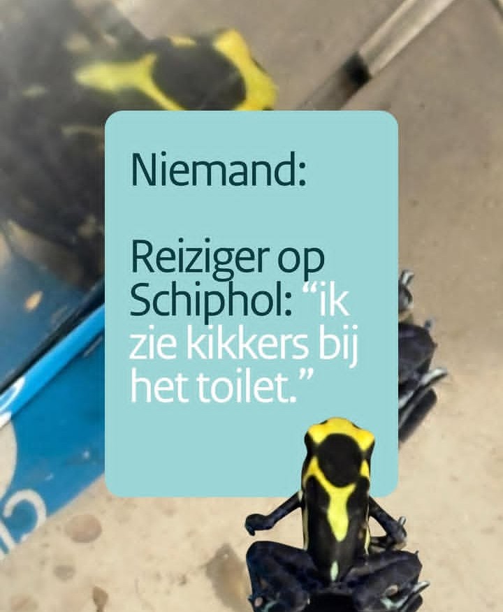 Schiphol Havalimanı tuvaletinde zehirli kurbağalar bulundu 1 Screenshot 20260510 1313212