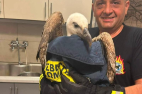ryanair-flight-delayed-giant-vulture-137969581~2