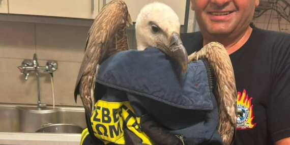 ryanair-flight-delayed-giant-vulture-137969581~2