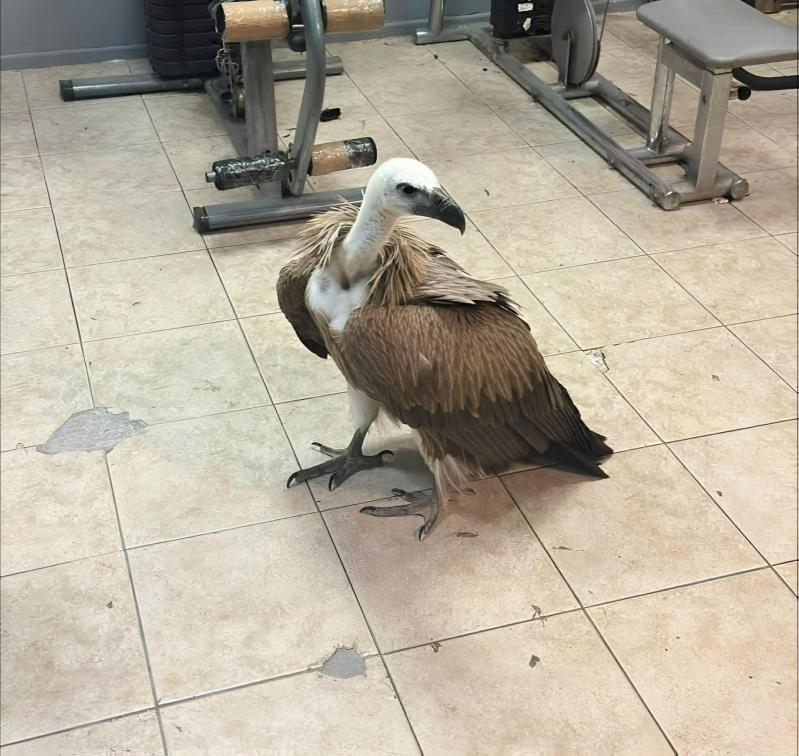 ryanair flight delayed giant vulture 137969612