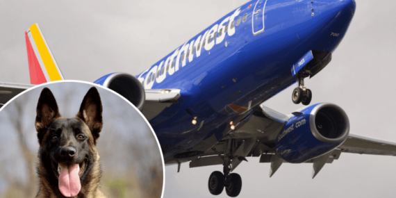 southwest-airlines-dog-accident-740x493